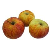 Apfel Jonagold