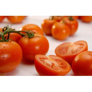 Strauchtomaten
