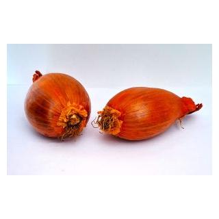Schalotten