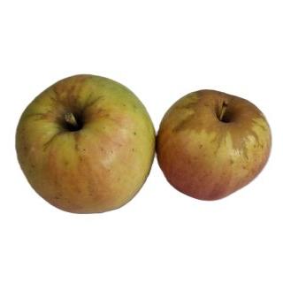 Apfel Opal