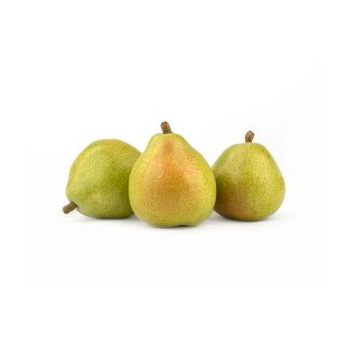 Birne Anjou