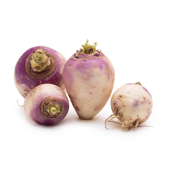 Rübchen violett