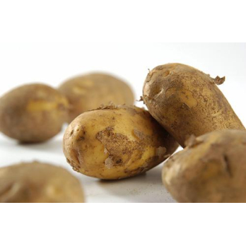 Kartoffel Belana 2kg Tüte festkochend