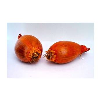 Schalotten