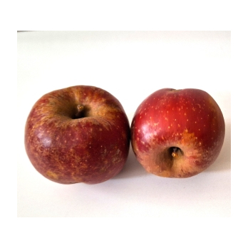 Apfel Boskoop